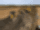 Diesel crawler bulldozer CAT D4 LGP